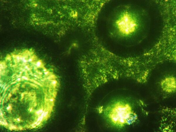 Young Barley Grass Juice Organic Barley Grass Powder Vitamins 100g NatVita - Image 3