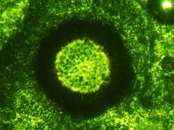 Young Barley Grass Juice Organic Barley Grass Powder Vitamins 100g NatVita - Image 4