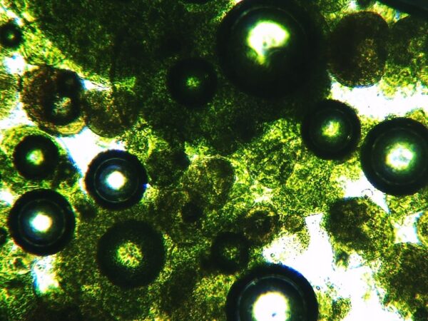 Young Barley Grass Juice Organic Barley Grass Powder Vitamins 500g NatVita - Image 4